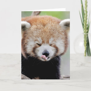Gratulationskort Foto röd panda. Panda roux. Kort