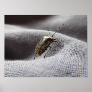 Graue Gartenwanze buggy stink kryp Poster