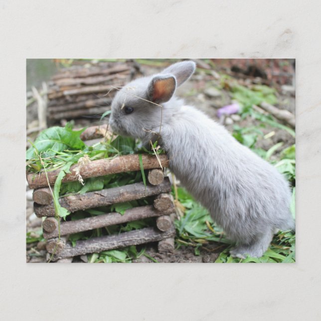 Graues Häschen das frisst Vykort (Framsida)