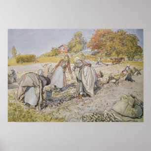 Gräva Potatis, 1905 Poster