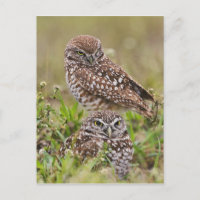 Gräva ugglan, Athenecunicularia, uddkorall,