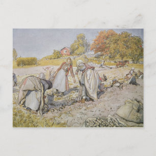 Grävande potatis, 1905 vykort