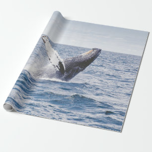 Gråvelljumpar ut ur havet presentpapper