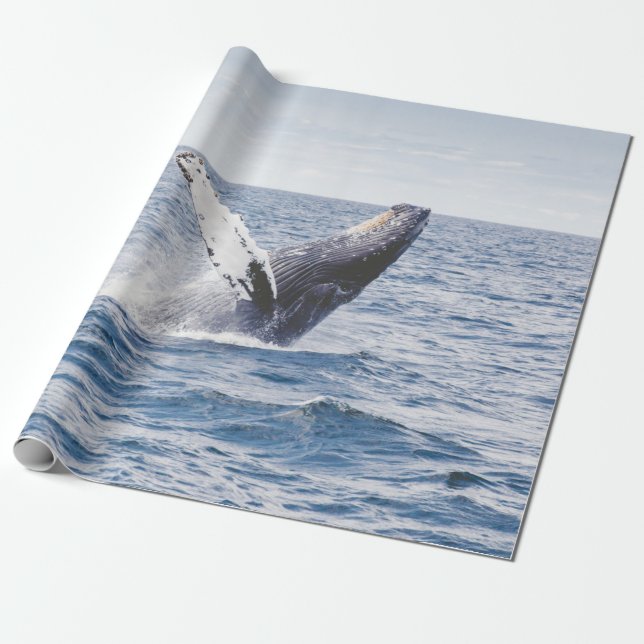 Gråvelljumpar ut ur havet  presentpapper (Utrullad)