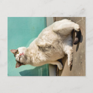 Gravid katt vykort