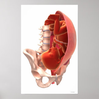 Gravid Poster