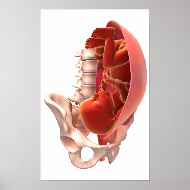 Gravid Poster (Framsidan)