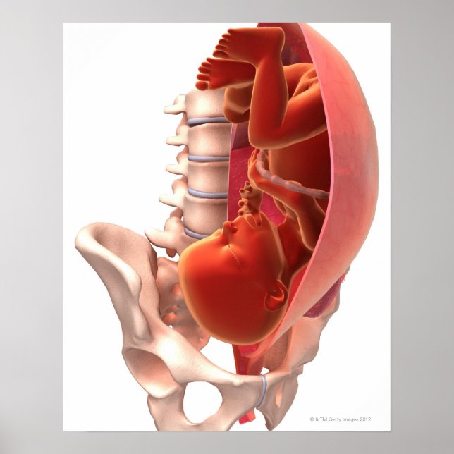 Gravid Poster (Framsidan)