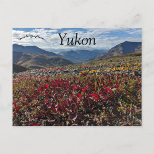 Gravsten Territorialpark Dawson Yukon Kanada Vykort