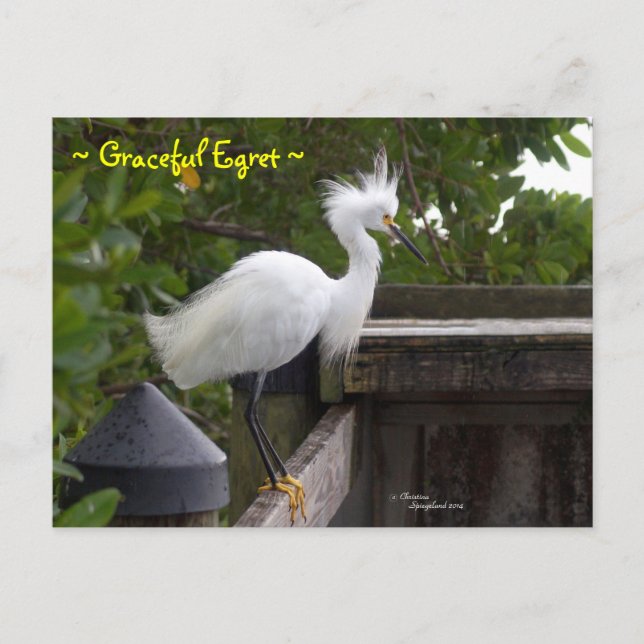 Gravt fluffy Egret Bird Postcard Vykort (Framsida)