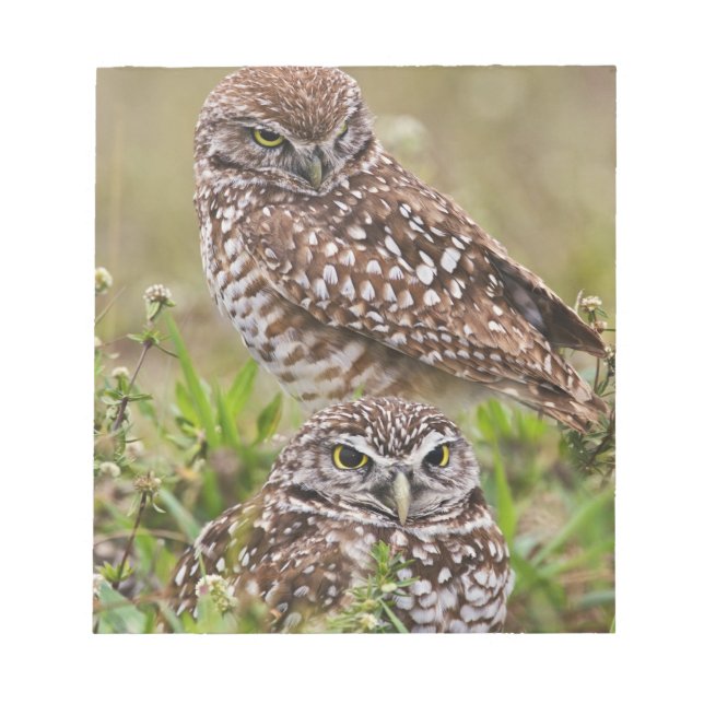 Grävuggla, Athene cunicularia, Cape Coral, Anteckningsblock (Framsida)