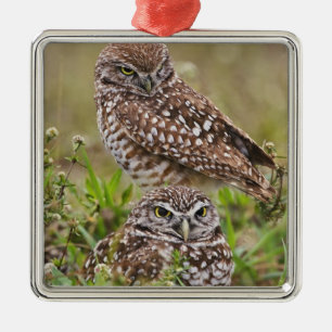 Grävuggla, Athene cunicularia, Cape Coral, Julgransprydnad Metall