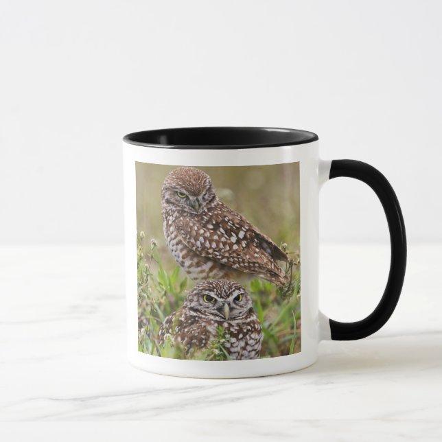 Grävuggla, Athene cunicularia, Cape Coral, Mugg (Höger)