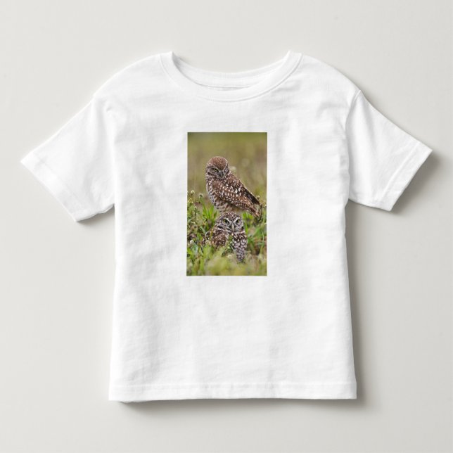 Grävuggla, Athene cunicularia, Cape Coral, Tee (Framsida)