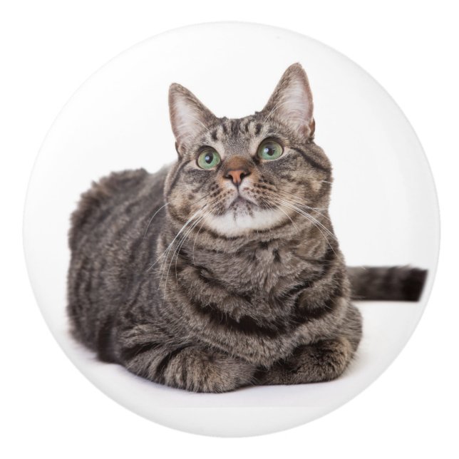 Gray Tabby Cat Knopp (Framsidan)