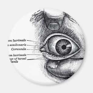 Grays anatomi - ögonglob magnet