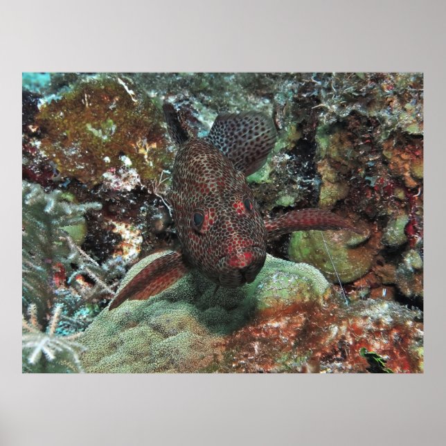 Graysby Porträtt Poster (Framsidan)