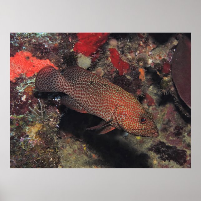 Graysby Poster (Framsidan)