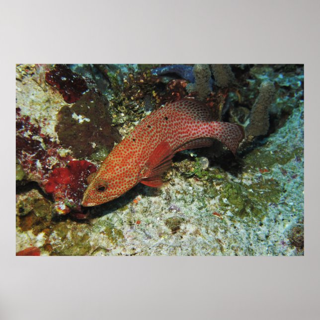 Graysby Poster (Framsidan)