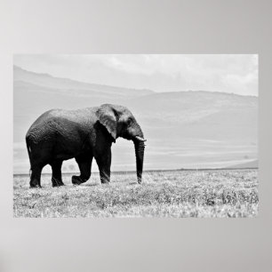 GRAYSCALE-FOTOGRAFI AV ELEFANT POSTER