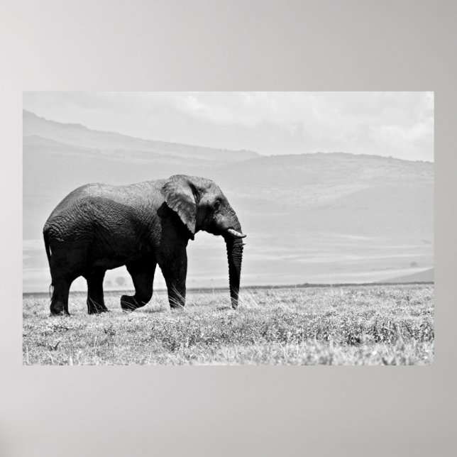 GRAYSCALE-FOTOGRAFI AV ELEFANT POSTER (Framsidan)