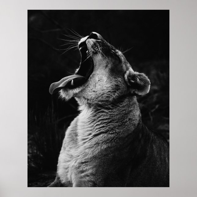 GRAYSCALE PHOTOGRAFI AV YAWNING LIONESS POSTER (Framsidan)