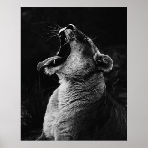 GRAYSCALE PHOTOGRAFI AV YAWNING LIONESS POSTER