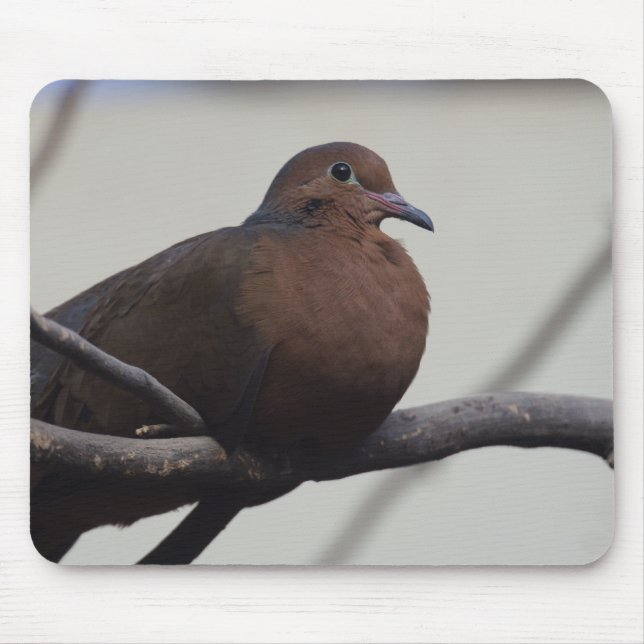 Graysons Dove Musmatta (Framsidan)