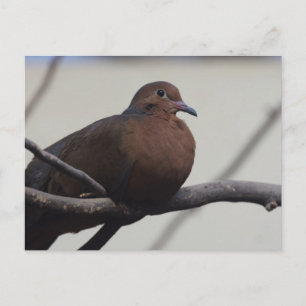 Graysons Dove Vykort