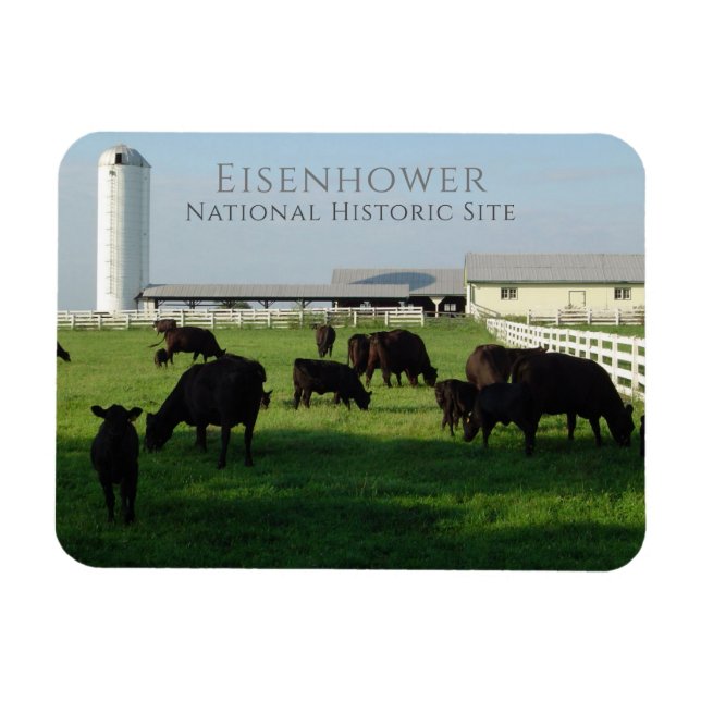 Grazing Angus Cattle, Eisenhower Farm, Gettysburg Magnet (Horisontell)