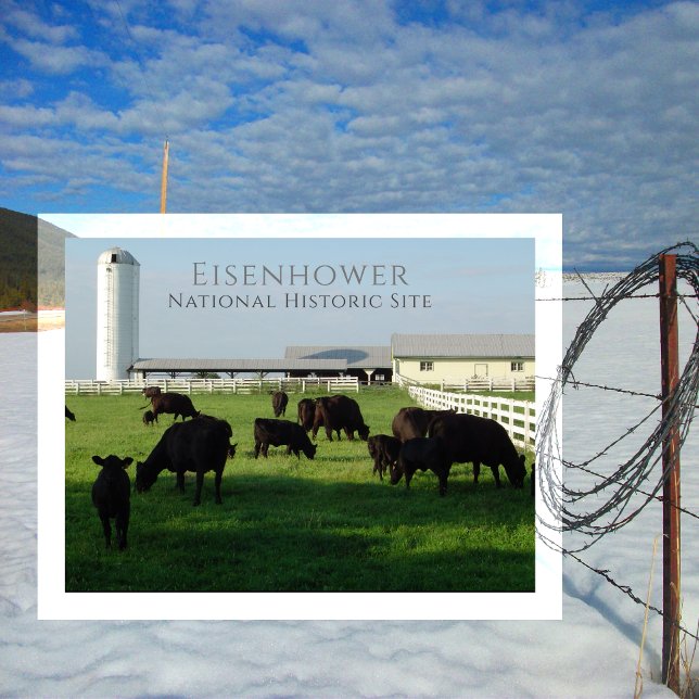Grazing Angus Cattle, Eisenhower Farm, Gettysburg Vykort (Skapare uppladdad)