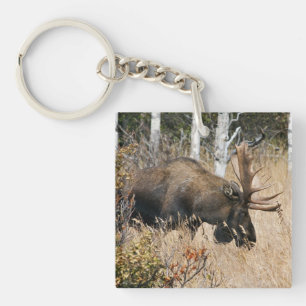 Grazing Bull Moose