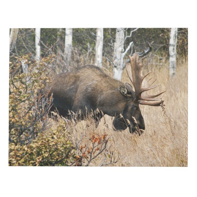 Grazing Bull Moose Anteckningsblock (Framsida)