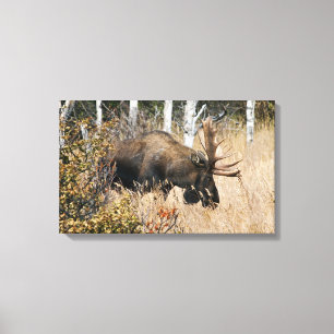 Grazing Bull Moose Canvastryck