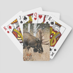 Grazing Bull Moose Casinokort
