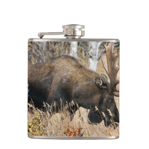 Grazing Bull Moose Fickplunta
