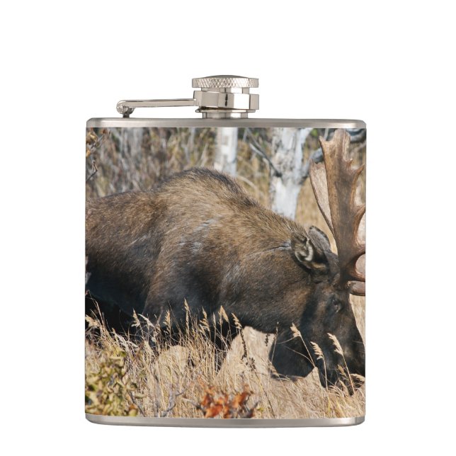 Grazing Bull Moose Fickplunta (Framsidan)