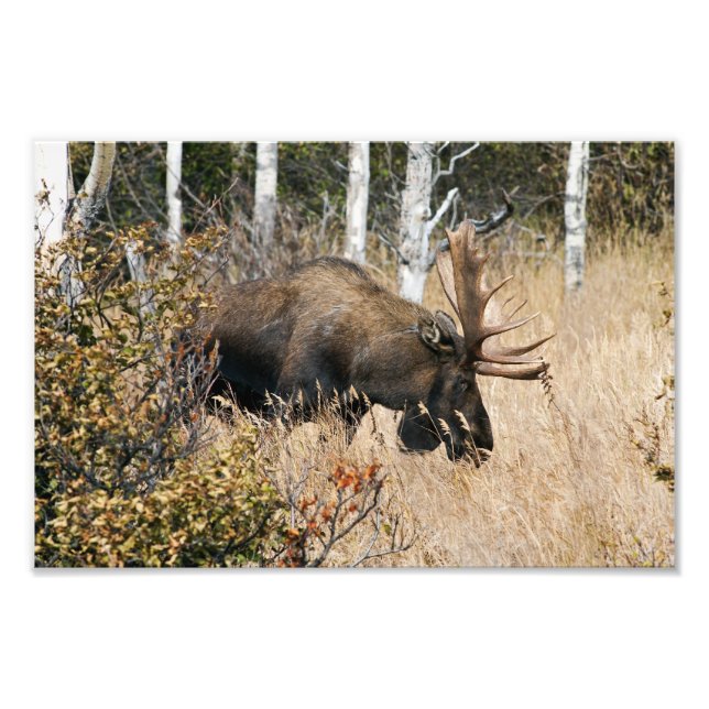 Grazing Bull Moose Fototryck (Framsidan)