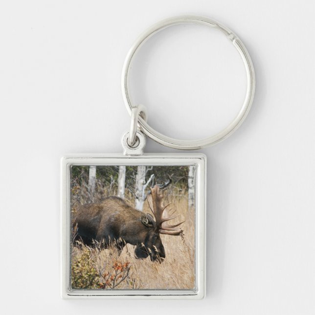 Grazing Bull Moose Fyrkantig Silverfärgad Nyckelring (Framsidan)
