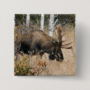 Grazing Bull Moose Knapp