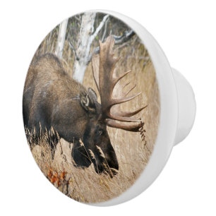 Grazing Bull Moose Knopp