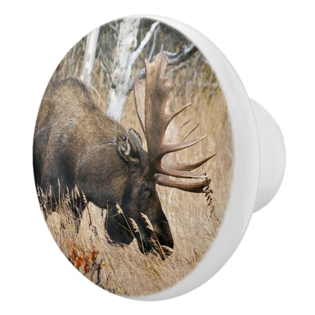 Grazing Bull Moose Knopp (Höger)