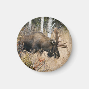 Grazing Bull Moose Magnet