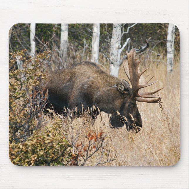 Grazing Bull Moose Musmatta (Framsidan)