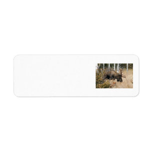 Grazing Bull Moose Returadress Etikett