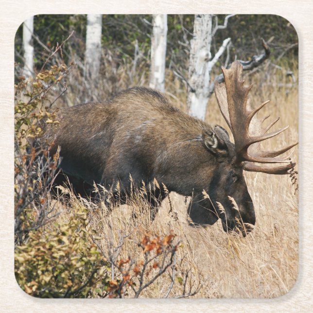 Grazing Bull Moose Underlägg Papper Kvadrat (Framsidan)