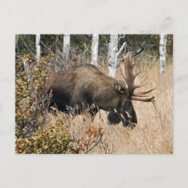Grazing Bull Moose Vykort