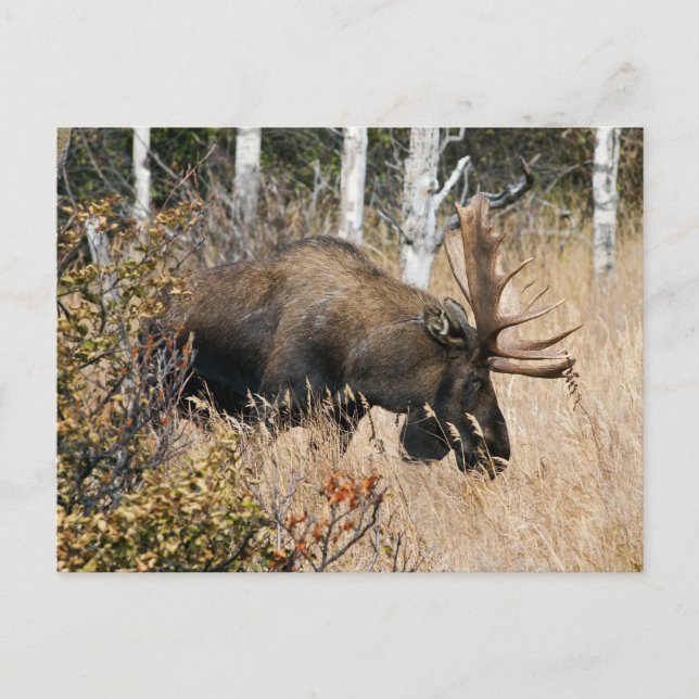 Grazing Bull Moose Vykort (Framsida)