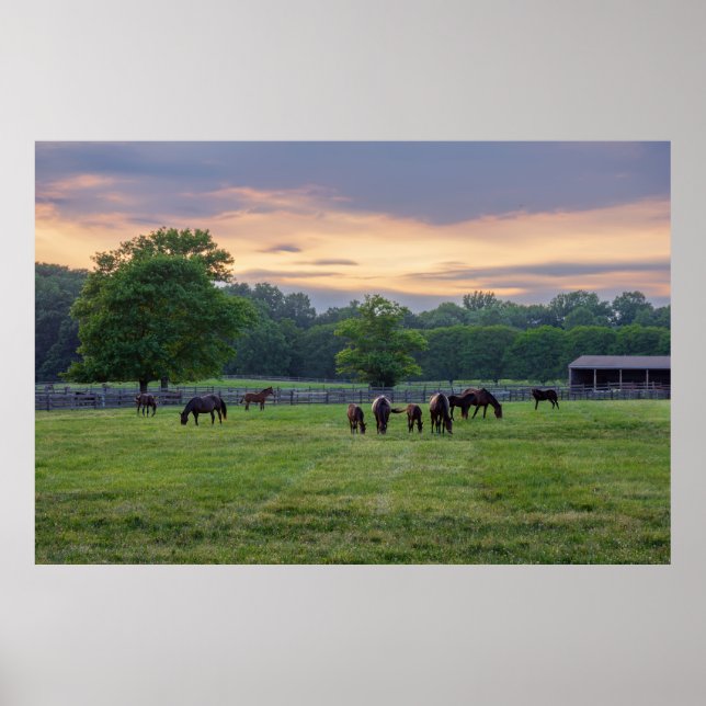 Grazing Horses Poster (Framsidan)