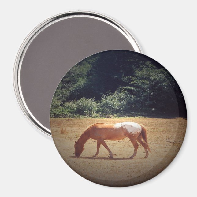 Grazing Palomino.... Magnet (Front/Back)